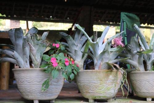 S�tio S�o Francisco, Natureza E Estrutura Completa