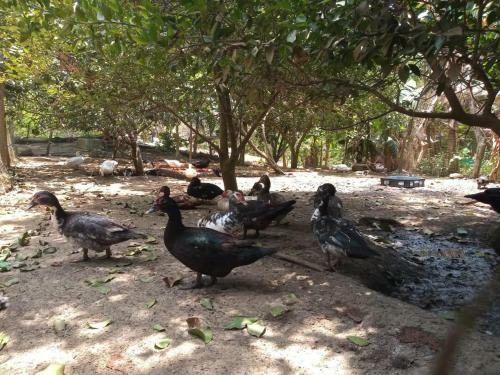 Agroturismo Tubar� Rancho Mocan�