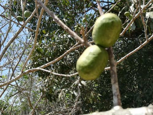 Agroturismo Tubar� Rancho Mocan�