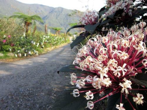 Agroturismo Gully Orchard Homestay