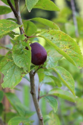 Ferienhaus "schneider"