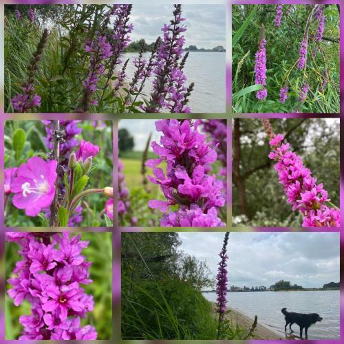 Hostal Bommelerhoeve B&B & Vakantiewoning