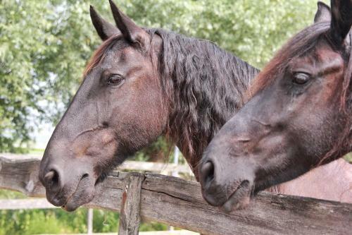 Apartamento Bed En Breakfast Het Friesche Paard