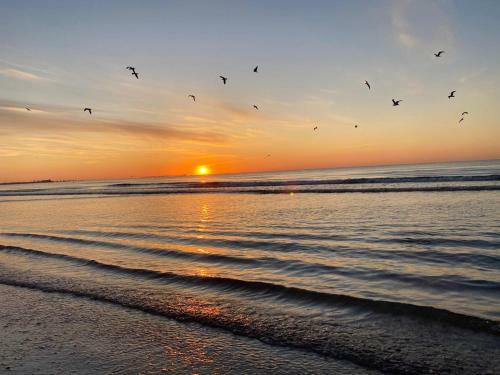Apartament Somnila, Mamaia Nord