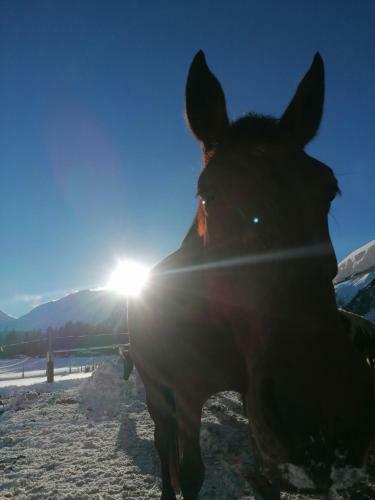 Apartamento Appartement Krotmoos