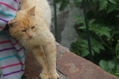 Apartamento Biohof Schmiedbauer
