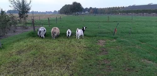 B&B Wijd En Zijt Pipowagen