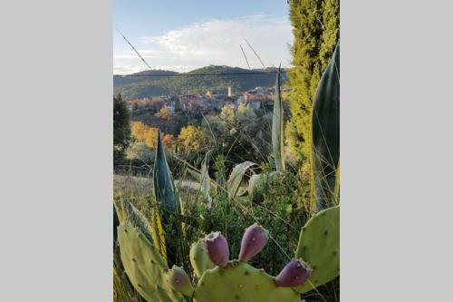 Apartamento Studio De Charme + Terrasse : Verdon, Lac, Plages