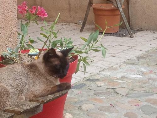 Bed & Breakfast La Lauze Et L'anguille