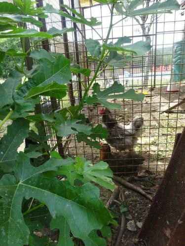 Perigourdine Typique Avec Piscine Et Jardin Clos