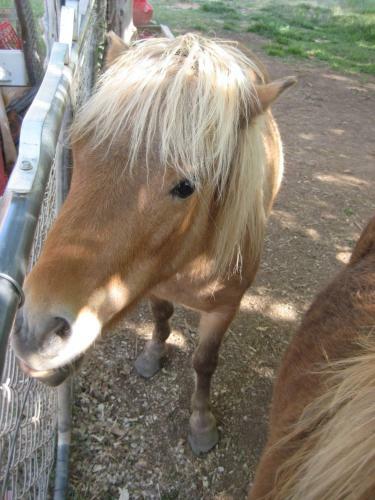 Hotel Bumbleberry Inn