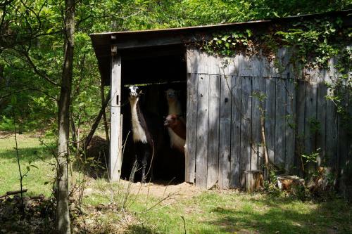 Agroturismo Loire Valley Llama Farm Stay