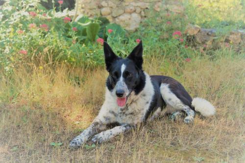 Agroturismo Loire Valley Llama Farm Stay