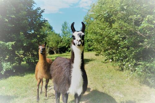 Agroturismo Loire Valley Llama Farm Stay