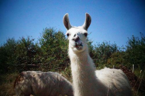 Agroturismo Loire Valley Llama Farm Stay