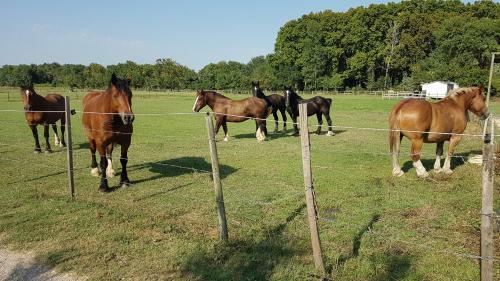 Les G�tes De Camargue