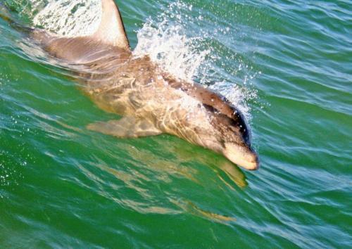 Saida I 601 By Padre Island Rentals
