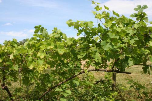 Bed & Breakfast Chalet Aux Pied Des Vignes