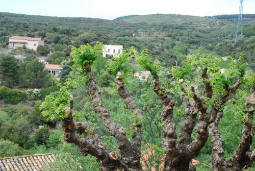Neffies Languedoc Frankrig