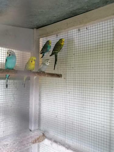 Bed & Breakfast La Roulotte Des Trois Arbres