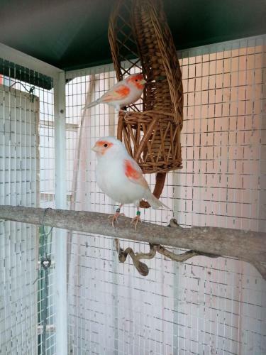 Bed & Breakfast La Roulotte Des Trois Arbres
