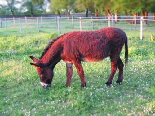 Bed & Breakfast Le Clos de La Garenne Maison D'h�tes