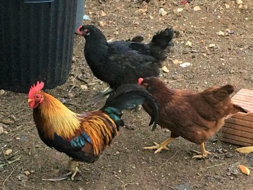 Bed & Breakfast Chambres D'hotes Les Coustilles