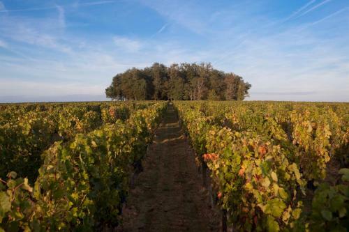 Bed & Breakfast Ch�teau De Ferrand