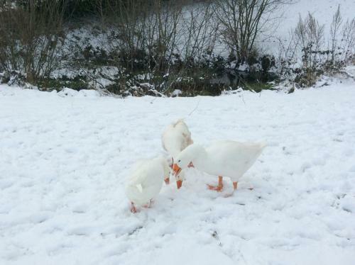 Bed & Breakfast Relais Des Chaux