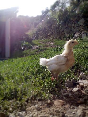 Agroturismo Ferme De Samson