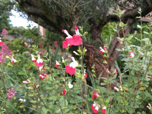 Hostal L'or�e Du Mans