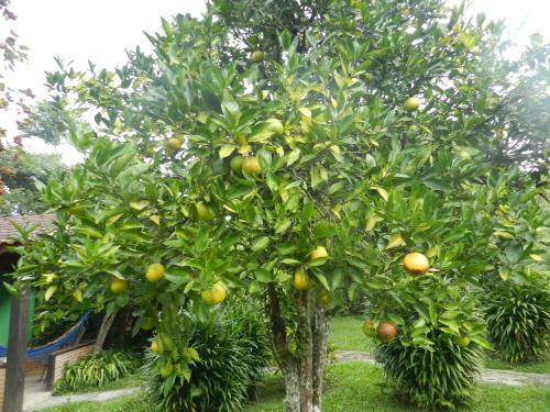 Hostal Pousada Recanto Do Pinheir�o