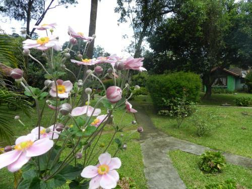 Hostal Pousada Recanto Do Pinheir�o