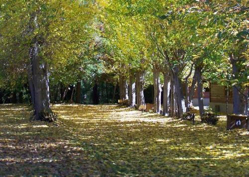 Lodge Caba�as Y Hosteria Aldea Los Huemules