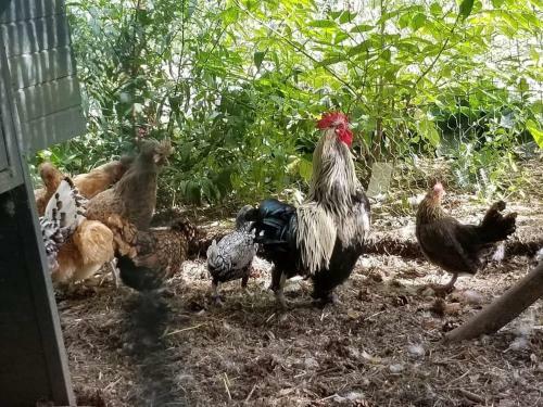 Bed & Breakfast La Haie � Cerf