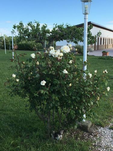 Agroturismo Massaria Agri Resort