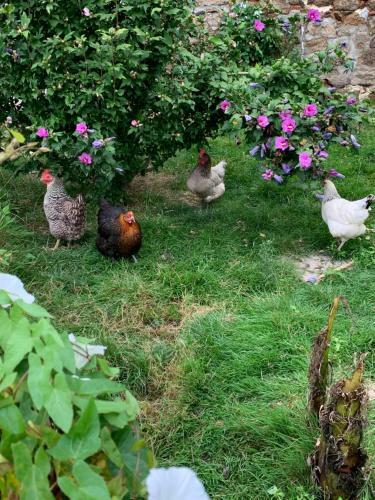 Bed & Breakfast La Basse Monniere