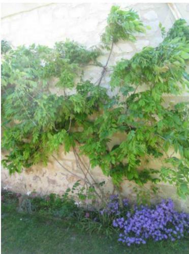 Le Clos De La Chapelle - G�te Les Glycines
