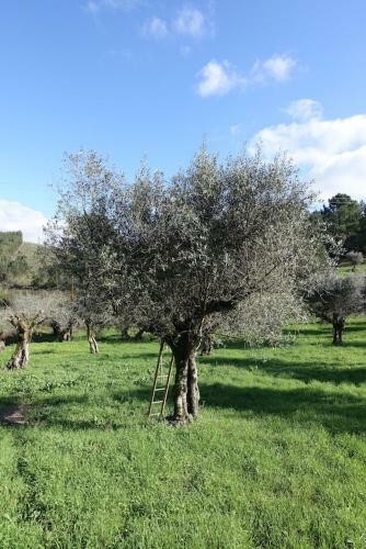 Charmant En Vrijstaand Vakantiehuis
