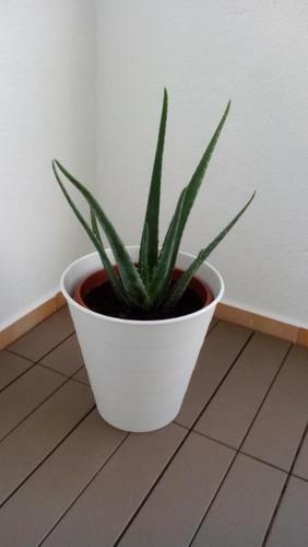 Apartamentos Dom Henrique