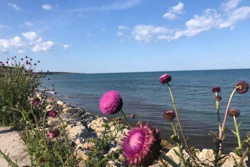 Apartamento Large Studio Flat With Sea View In A Rustic Aria- Costinesti