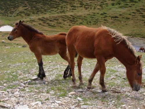 Apartamentos Aig�estortes-baqueira