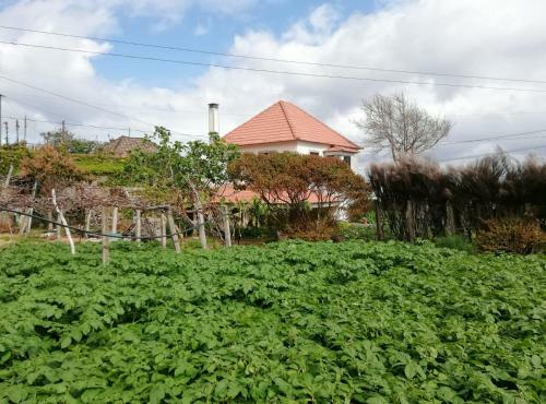Av� Lucindinha House - Porto Moniz