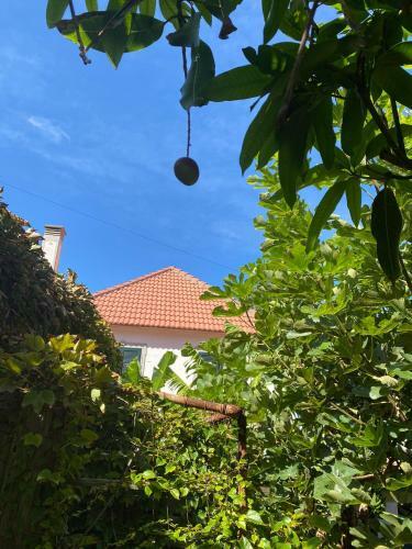 Av� Lucindinha House - Porto Moniz