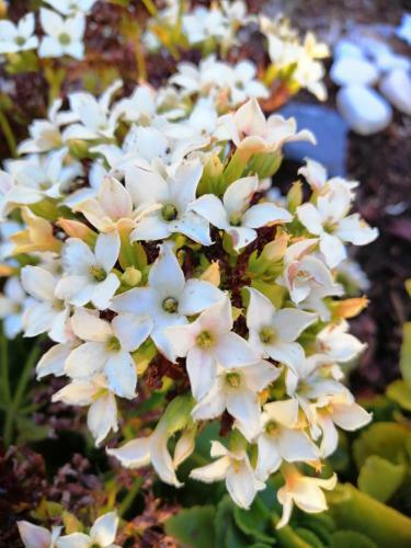 Os Borracheiros 6 "vila Maria Quinta"