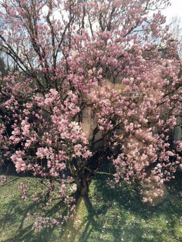 Apartamento Le Magnolia
