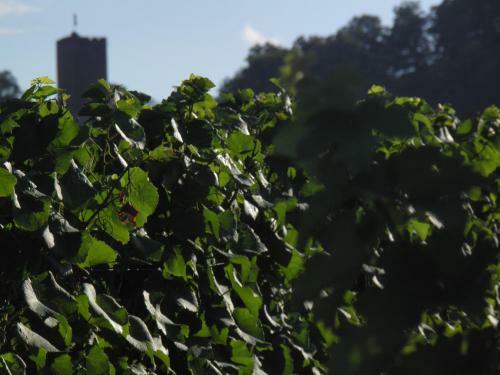 Apartamento Weingut-ferienhof Sch�fer