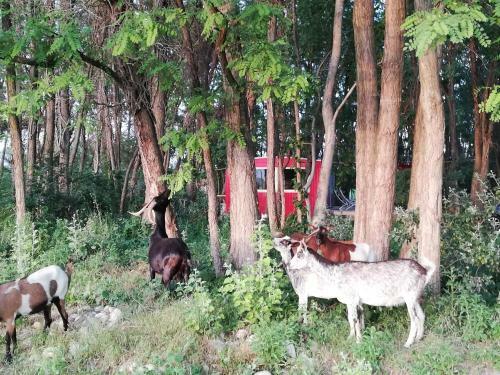 Bed & Breakfast Des Branches & Vous