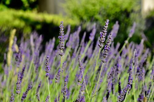 Bed & Breakfast Le Jardin Des Amandiers