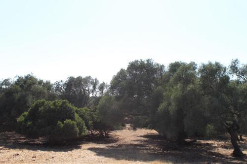 Agroturismo Finca Son Pieras